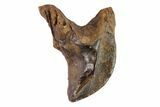 Juvenile Triceratops Tooth - South Dakota #81673-1